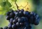 Черный виноград: состав, чем полезен, может ли принести вред Вред для здоровья